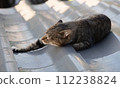 A tabby cat lies down in the shade of a tiled roof on a summer morning, stretching only its front right leg. 112238824
