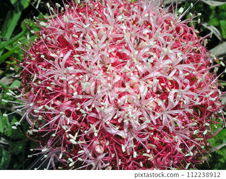 Boufan distica blooming on the coast of the Indian Ocean, Port Elizabeth, South Africa Boufan distica blooming on the coast of the Indian Ocean, Port Elizabeth, South Africa 112238912