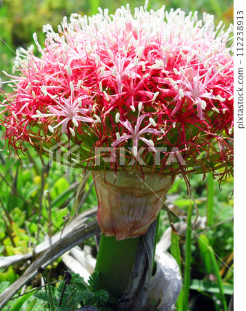 南非伊莉莎白港印度洋沿岸盛開的 Boufan distica 南非伊莉莎白港印度洋沿岸盛開的 Boufan distica 112238913