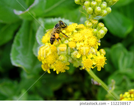 南非伊麗莎白港印度洋沿岸,一隻蜜蜂正在吸食盛開的Euriops virgineus花蜜 南非伊麗莎白港印度洋沿岸,一隻蜜蜂正在吸食盛開的Euriops virgineus花蜜 112238917