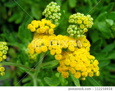 南非伊麗莎白港印度洋沿岸盛開的Euriops virgineus 南非伊麗莎白港印度洋沿岸盛開的Euriops virgineus 112238918