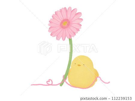 pink gerbera, chick and ribbon 112239153