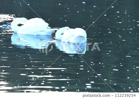 Two Tundra Swans wintering on the main stream of the Arakawa River in the early morning, Fukaya City, Old Kawamoto District 112239254