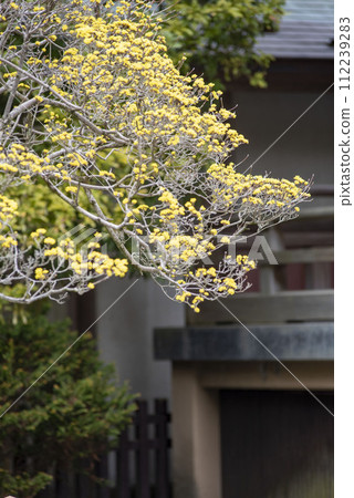 鎌倉 242 報國寺 3 山樹岳 112239283