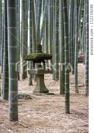 Kamakura 242 Hokokuji Temple 6 Bamboo Garden 112239286
