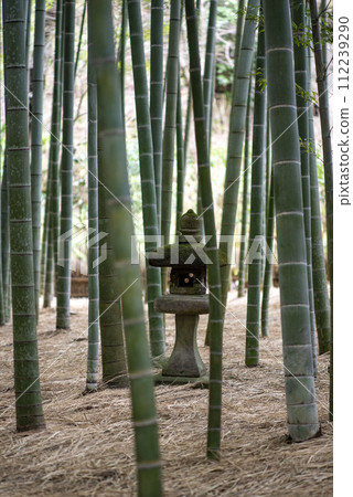 Kamakura 242 Hokokuji Temple 8 Bamboo garden Kamakura 242 Hokokuji Temple 8 Bamboo garden 112239290