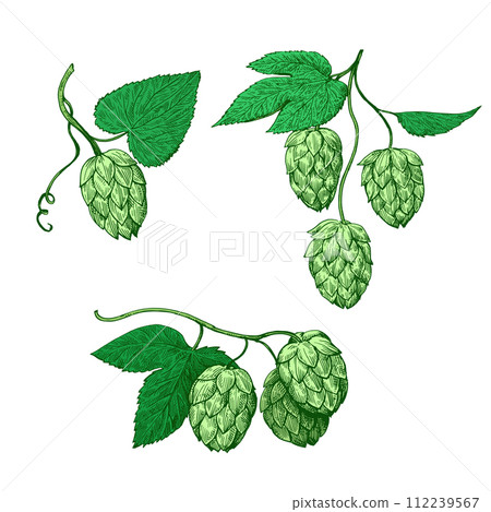 Green hop cones vector illustration in engraving style. 112239567