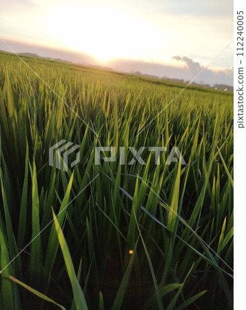 Rice farming on the edge of the mountain and beautiful roads with beautiful clouds in the afternoon and evening 112240005