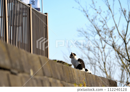 Waiting for spring! Nyan Waiting for spring! Nyan 112240128