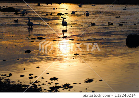 Sunrise: Tundra swans and ducks wintering in the main stream of the Arakawa River, Fukaya City, former Kawamoto District 112240214