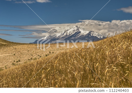 Cayambe volcano with blue sky and yellow Andean paramo meadow Cayambe volcano with blue sky and yellow Andean paramo meadow 112240403