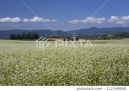 Soba field where white flowers bloomed Soba field where white flowers bloomed 112240686