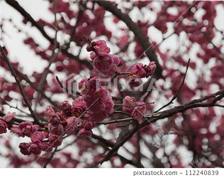 Red plum flower 112240839