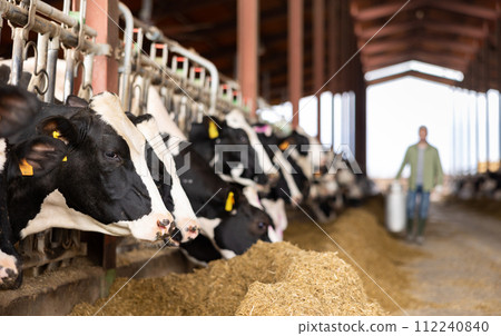 Dairy cows peeking out from behind stall fence in livestock farm 112240840