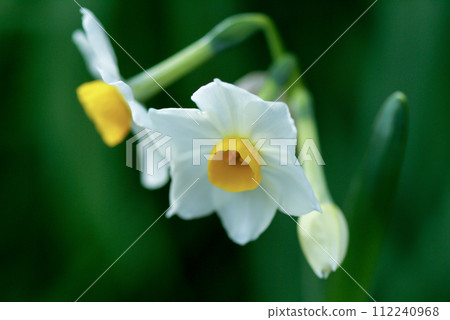 Narcissus 112240968