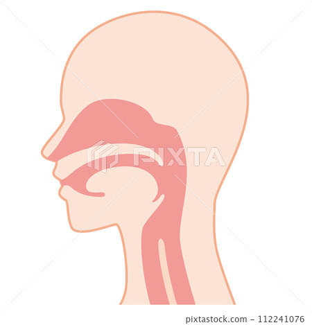 Structure of the nose and throat Structure of the nose and throat 112241076