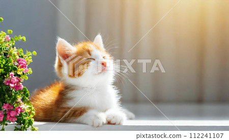 貓 可愛的貓 可愛的日常風景 貓 可愛的貓 可愛的日常風景 112241107