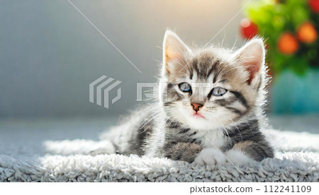 貓 可愛的貓 可愛的日常風景 貓 可愛的貓 可愛的日常風景 112241109