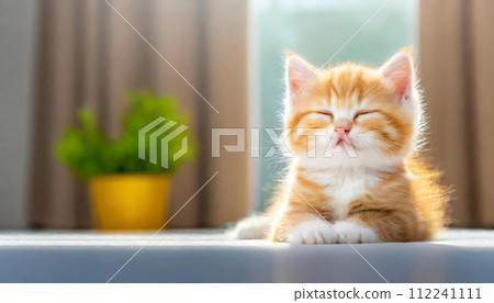 貓 可愛的貓 可愛的日常風景 112241111