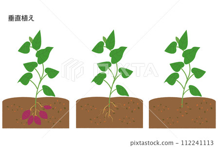 地瓜垂直種植生長工藝套裝 112241113