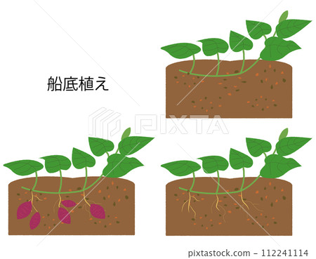 地瓜底植生長製程集 地瓜底植生長製程集 112241114