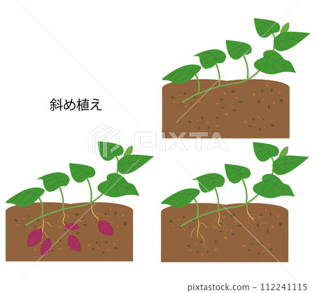 地瓜斜種植生長製程集 112241115