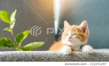 Sleeping cat, sleepy cat, sleeping cat, cat sleeping 112241207