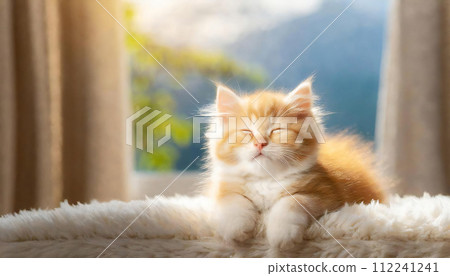 睡覺的貓，睡覺的貓，睡覺的貓，睡覺的貓 112241241