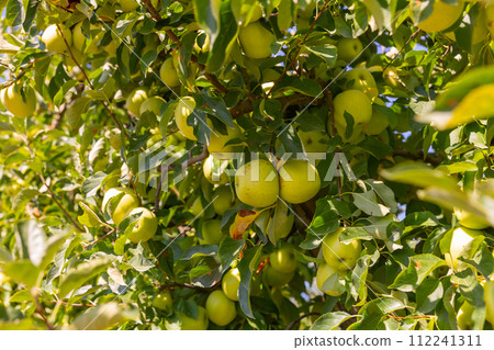 Golden delicious apples hanging from tree branches 112241311