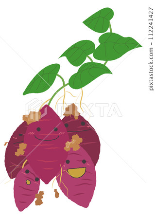 新鮮收穫的地瓜特徵 112241427