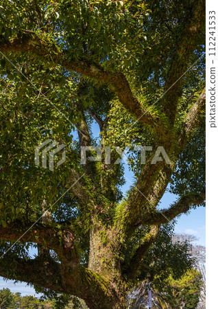生長在樹幹上的附生植物 112241533