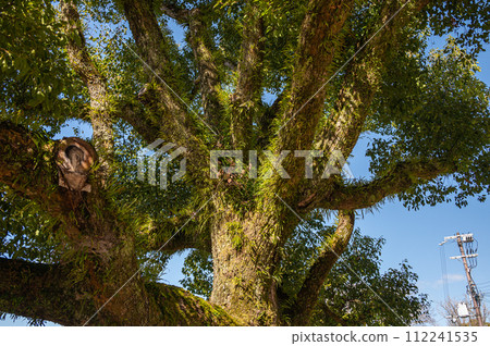 生長在樹幹上的附生植物 112241535