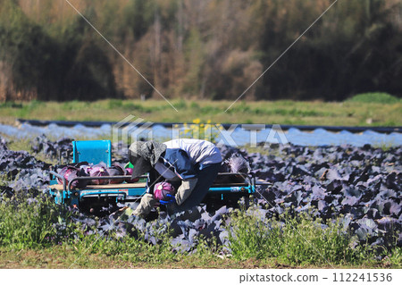 收割紫甘藍的人 112241536