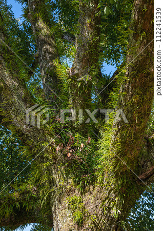 生長在樹幹上的附生植物 112241539