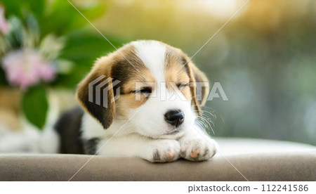 睡覺的狗，睡覺的狗，睡覺的狗，睡覺的狗 112241586