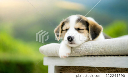 睡覺的狗，睡覺的狗，睡覺的狗，睡覺的狗 112241590