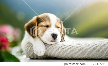 睡覺的狗，睡覺的狗，睡覺的狗，睡覺的狗 112241593