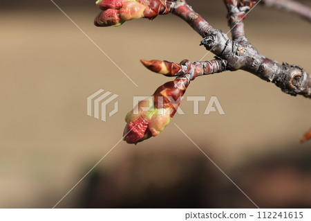 Kawazuzakura flower buds that are about to bloom 112241615