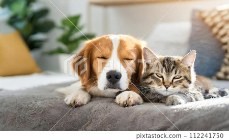 好朋友貓和狗貓和狗貓和狗 好朋友貓和狗貓和狗貓和狗 112241750