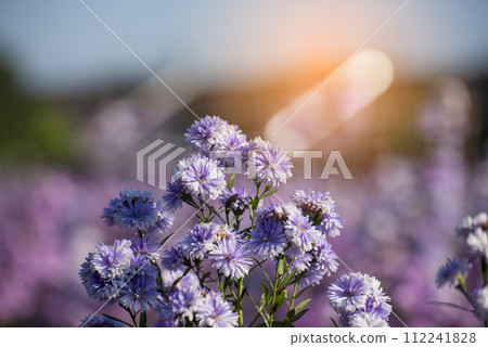 Purple Pastel margaret flower floral soft nature blossom blurred background. Pastel violet romance bloom spring season. Magenta petals blossom in beautiful garden. Close-up violet floral wildflower 112241828