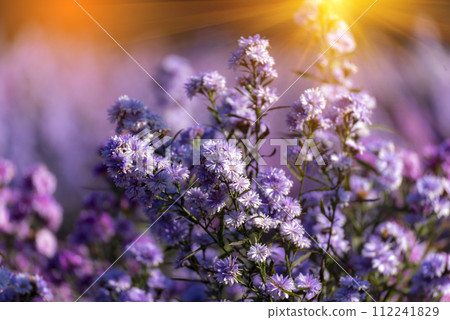 Purple Pastel margaret flower floral soft nature blossom blurred background. Pastel violet romance bloom spring season. Magenta petals blossom in beautiful garden. Close-up violet floral wildflower Purple Pastel margaret flower floral soft nature blossom blurred background. Pastel violet romance bloom spring season. Magenta petals blossom in beautiful garden. Close-up violet floral wildflower 112241829