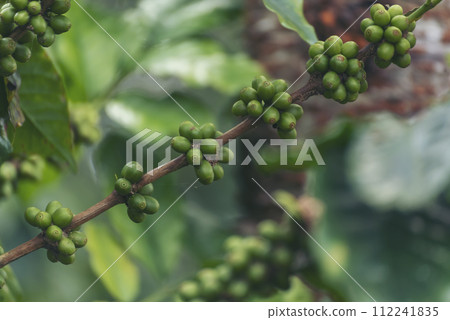 Close up Green seed berries harvest arabica coffee garden. Green coffee bean berry plant fresh raw seed coffee tree growth in eco organic farm. Fresh coffee bean green leaf bush ecology berry plant 112241835