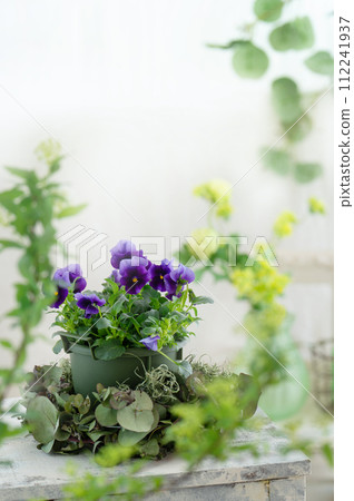 明亮的房間裡的紫色中提琴和春天植物 112241937