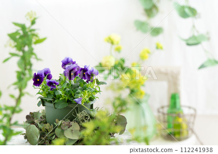 明亮的房間裡的紫色中提琴和春天植物 明亮的房間裡的紫色中提琴和春天植物 112241938