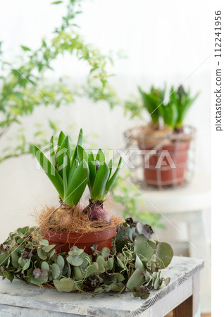 明亮房間裡的盆栽風信子 112241956