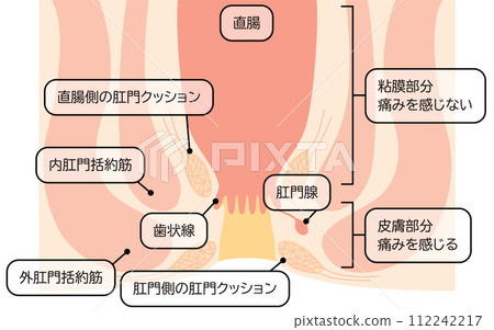 人體直腸和肛門區域插圖,橫斷面圖 人體直腸和肛門區域插圖,橫斷面圖 112242217