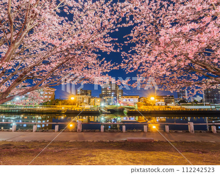 Cherry blossom viewing at night in full bloom in spring at Tokushima Central Park 112242523