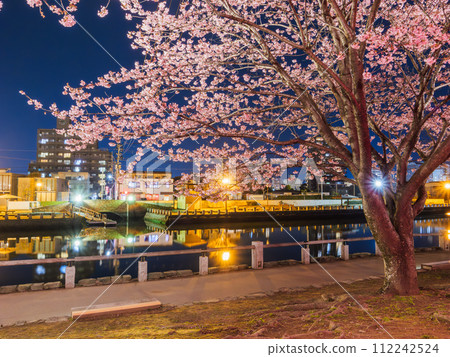 德島中央公園春季夜櫻盛開 112242524