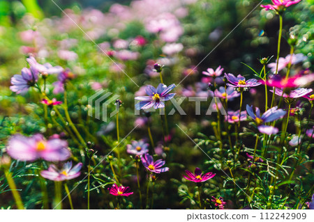 Spring flowers,Flowers blooming in the morning field Spring flowers,Flowers blooming in the morning field 112242909