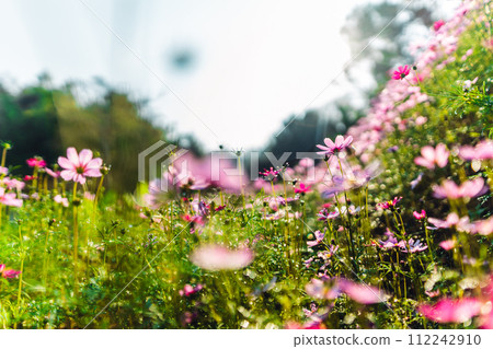 Spring flowers,Flowers blooming in the morning field Spring flowers,Flowers blooming in the morning field 112242910